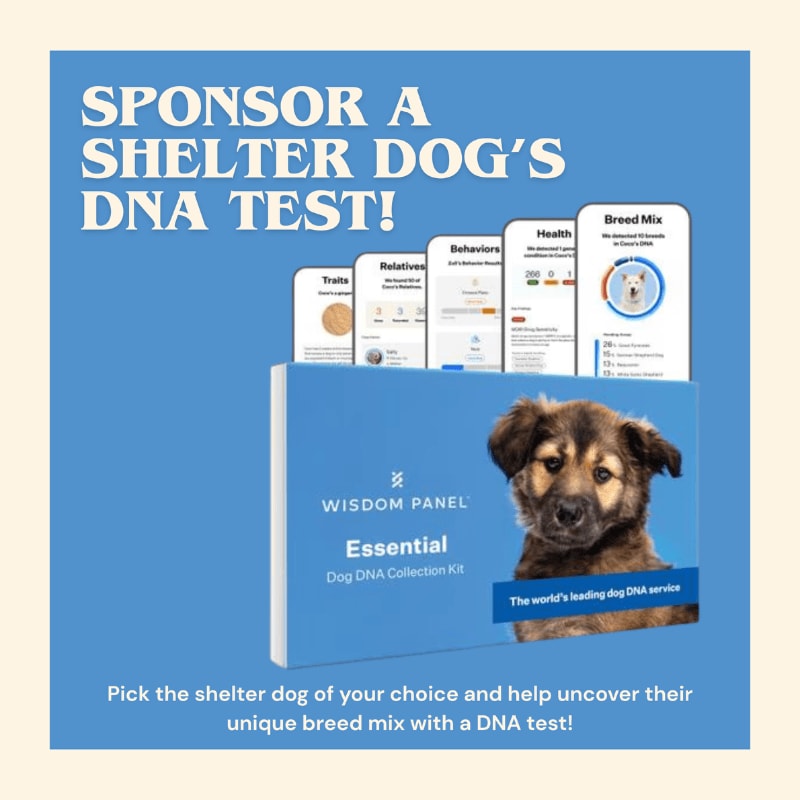 A Wisdom Panel DNA test kit is featured in the foreground with a puppy peeking out, set against a bright blue background with text promoting shelter dog DNA testing.