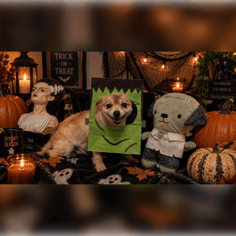 A happy dog peeks through a Frankenstein costume in the foreground, surrounded by Halloween decorations like pumpkins and candles, with a "Trick or Treat" sign visible in the background.