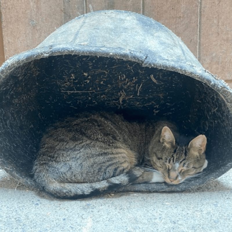 A tabby cat sleeps curled up inside a weathered, upside-down bucket, with a wooden wall in the background.