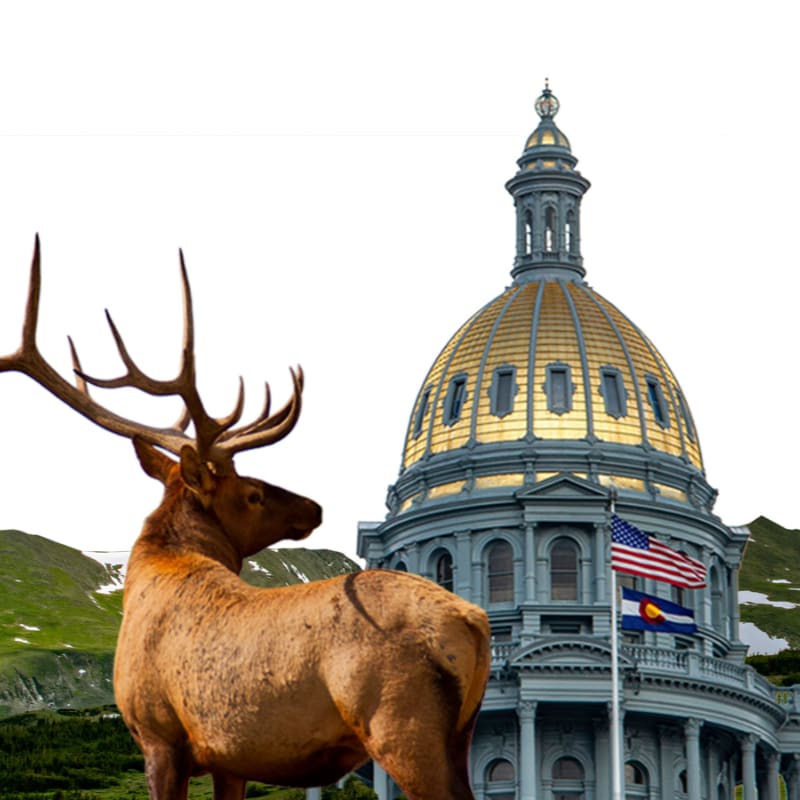 A majestic elk stands in the foreground with a golden-domed capitol building and flags in the background.