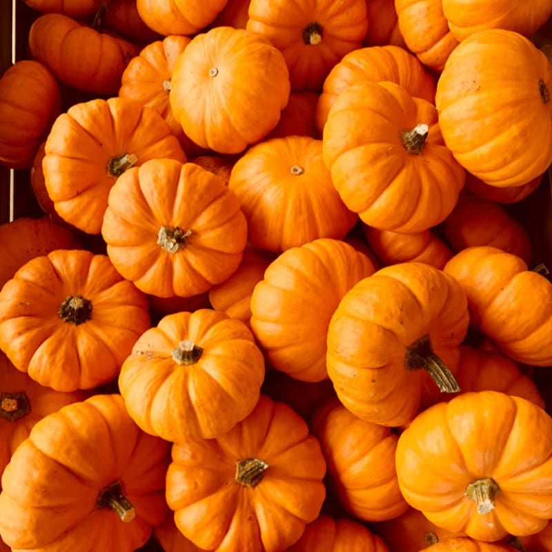 ile of orange pumpkins