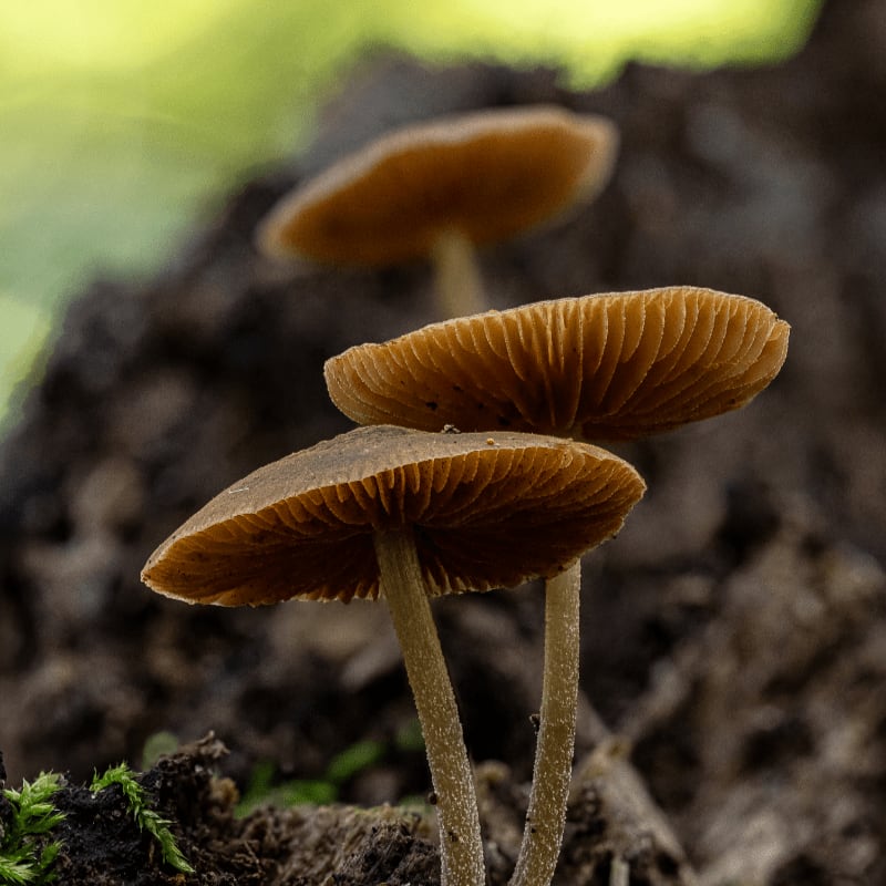 Two delicate brown mushrooms with visible gills grow from a mossy surface in the foreground, with a blurred green background suggesting a forest floor.