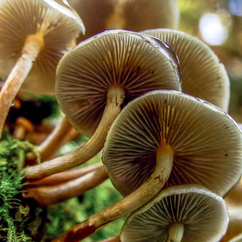 A cluster of pale brown mushrooms with delicate gills grows on mossy ground, with a soft, blurred green and white background.