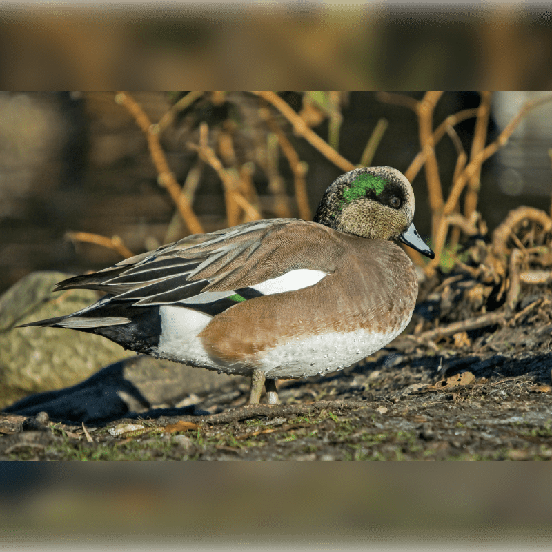 A male American Wigeon stands on the rocky, grassy foreground with bare branches and a blurred background.