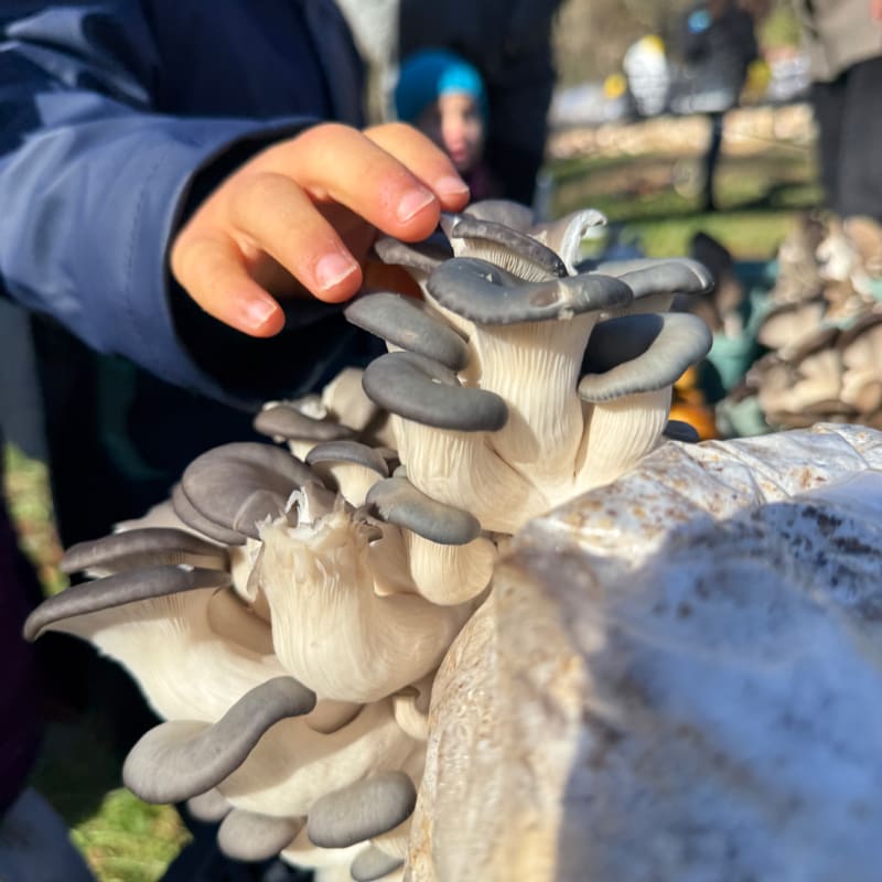 A child's hand gently touches a cluster of oyster mushrooms growing from a substrate, with blurred figures and trees in the background.