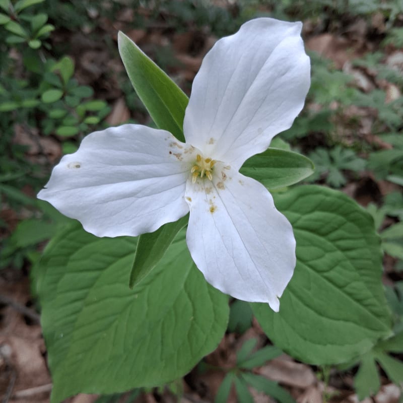 A white trillium flower with green leaves is in the foreground, set against a blurred background of forest floor and foliage.