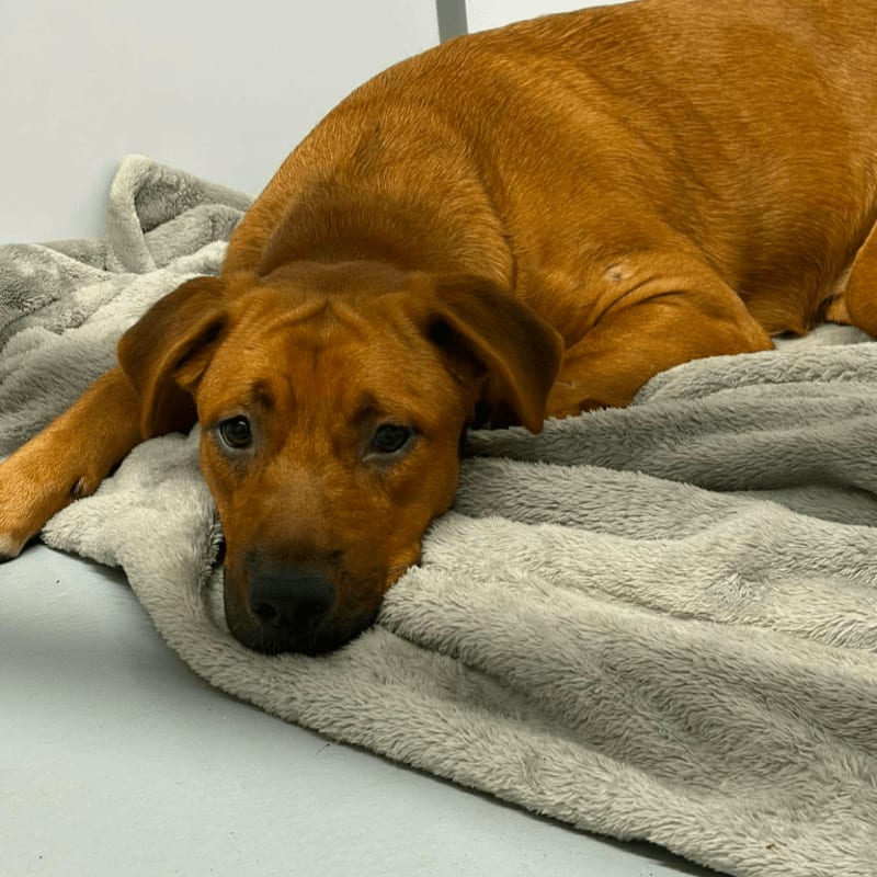 A brown dog rests its head on a gray blanket in the foreground, with a plain white wall in the background.
