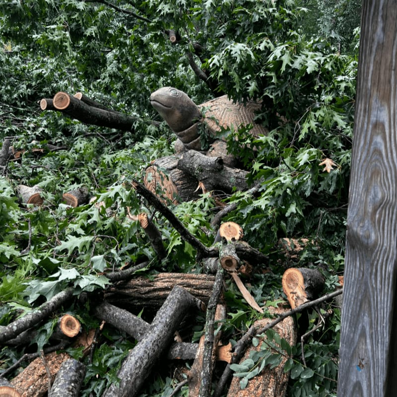 A stone turtle sculpture is nestled amongst fallen branches and lush green foliage, with a weathered wooden post visible on the right.