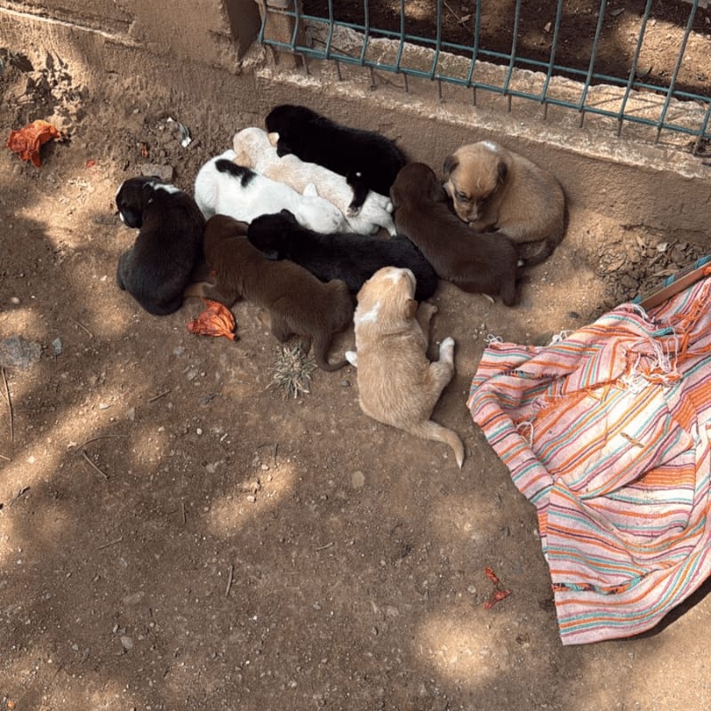 A pile of puppies sleeps on the dirt ground in the foreground, with a wire fence and a colorful blanket in the background.