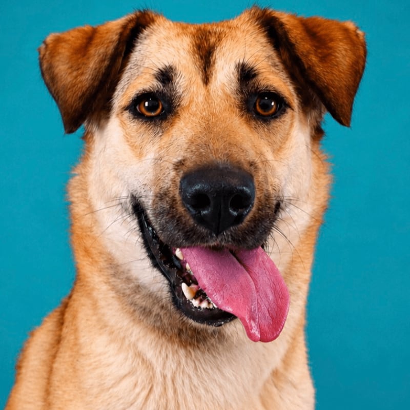 A happy, tan dog with its tongue out smiles in the foreground against a solid blue background.