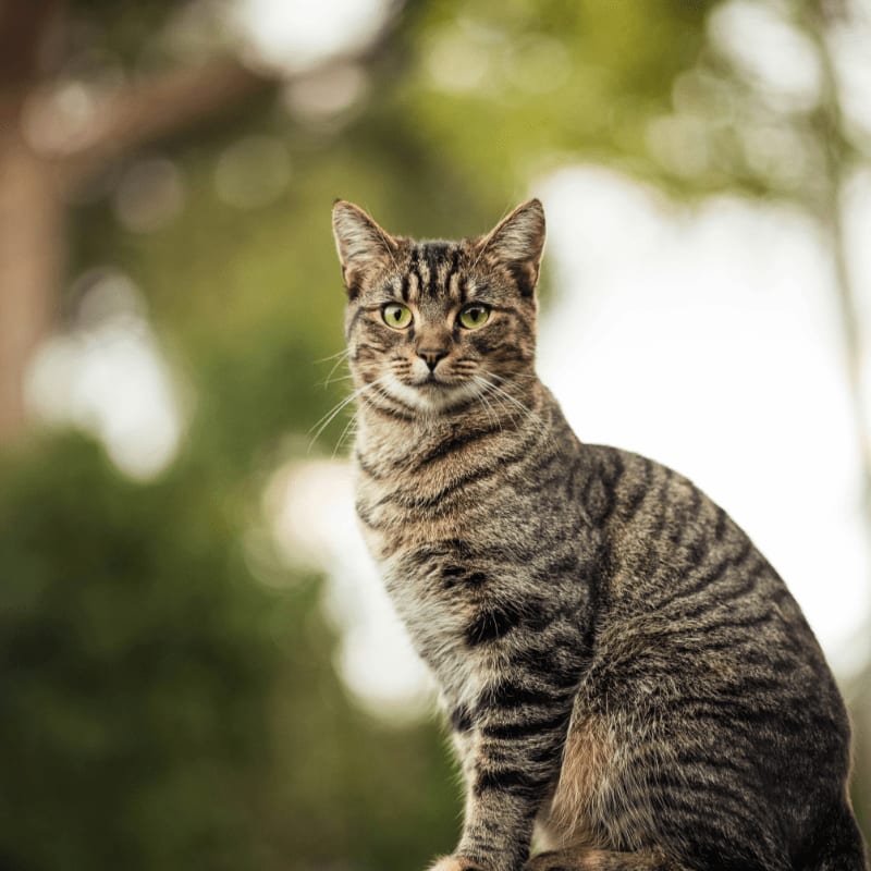 brown tabby cat on wooden beam