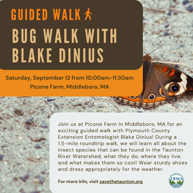 A brown butterfly with eye-like markings rests on a textured surface in the foreground, while the background features text announcing a guided bug walk with Blake Dinius at Picone Farm.