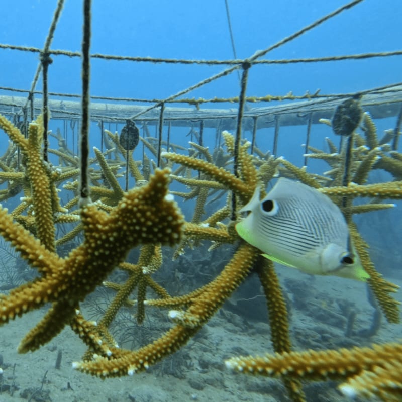 A butterflyfish swims among coral fragments within a submerged nursery structure, with a clear blue ocean above.