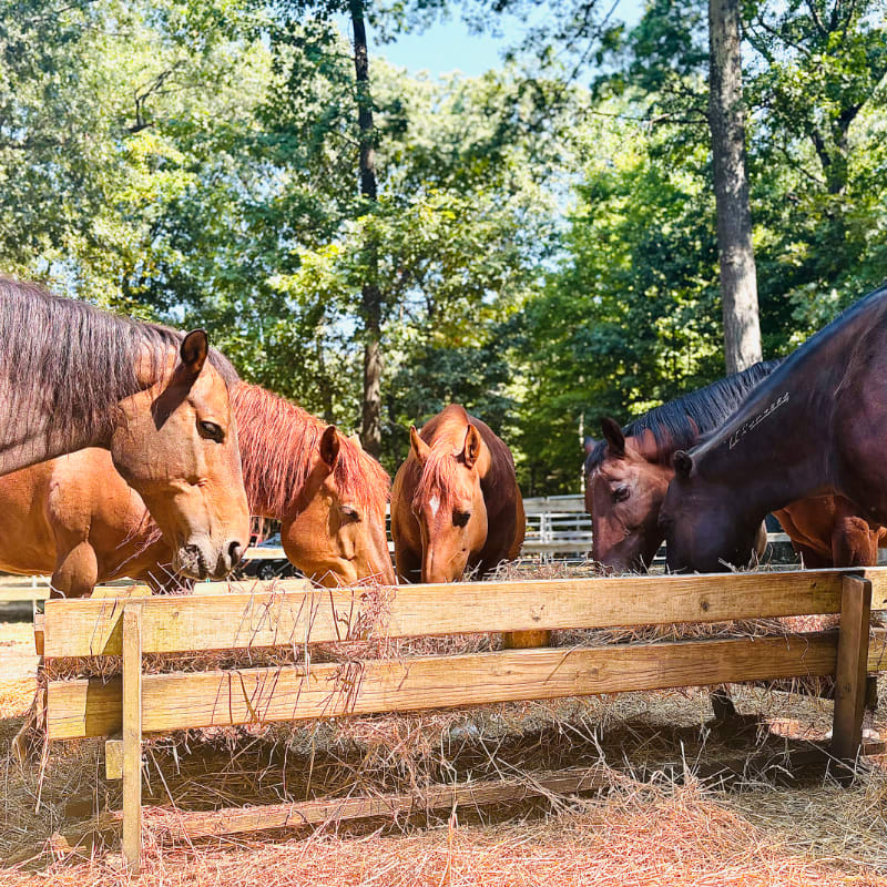 Four horses with brown and reddish-brown coats eat from a wooden trough in the foreground, with a lush green forest and blue sky in the background.