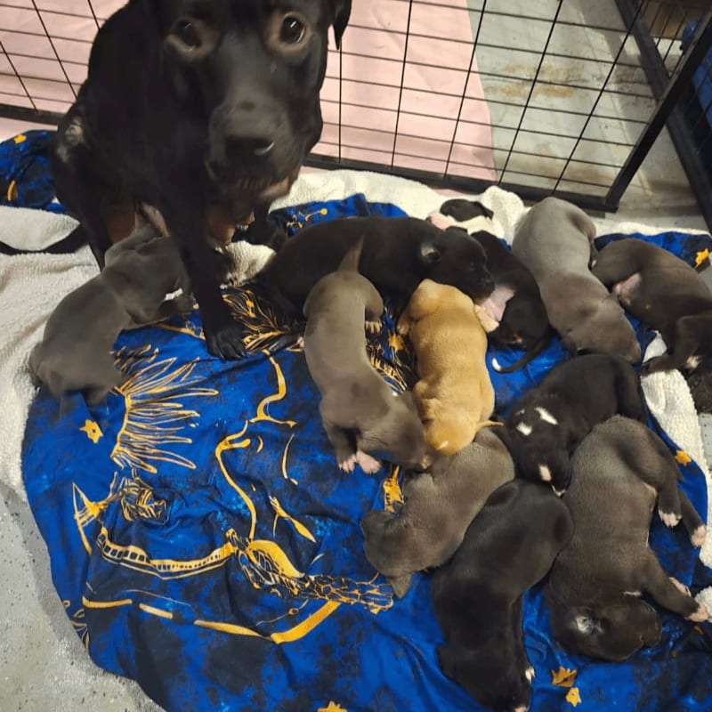 A black dog stands over a pile of puppies sleeping on a blue blanket, with a metal crate in the background.