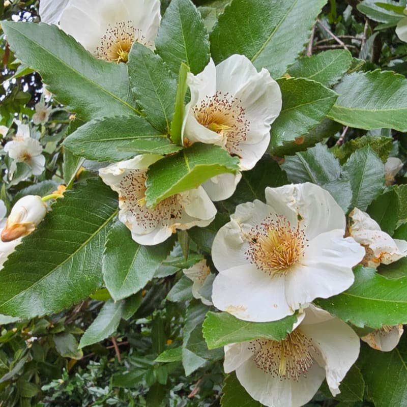 White camellia flowers with prominent yellow stamens bloom amongst lush green leaves, with a blurred background of more foliage.