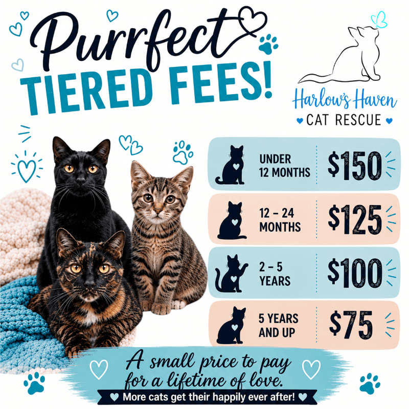 Four cats of different breeds and ages are featured in the foreground, with a price list for cat adoption fees in the background.