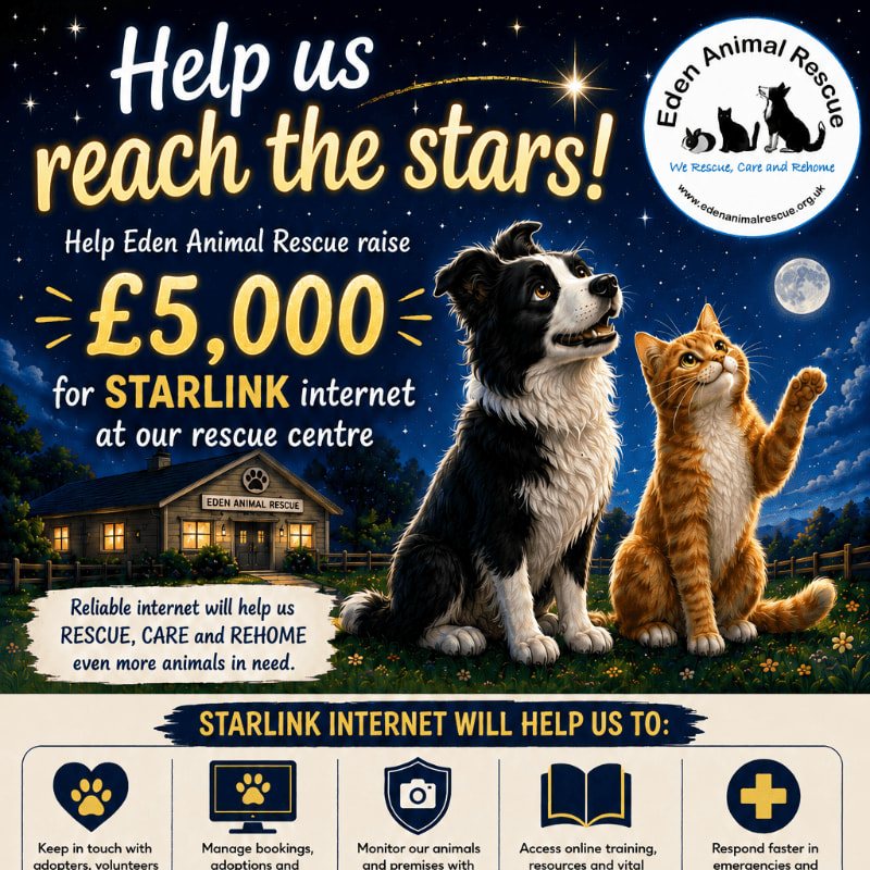 A border collie and a ginger cat sit in front of a building labeled "Eden Animal Rescue" under a starry night sky, with text promoting a fundraising goal for Starlink internet.