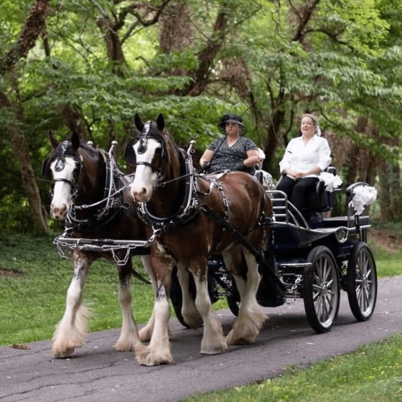 Two women ride in a horse-drawn carriage on a paved path, with lush green trees forming the background.