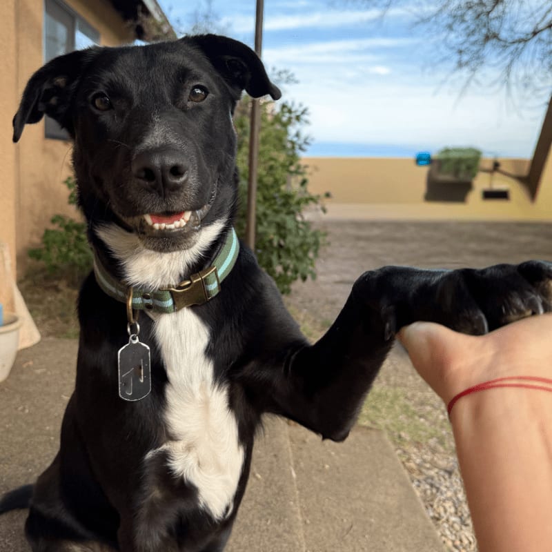A black dog with a white chest offers a paw to a person in the foreground, with a building and distant landscape in the background.