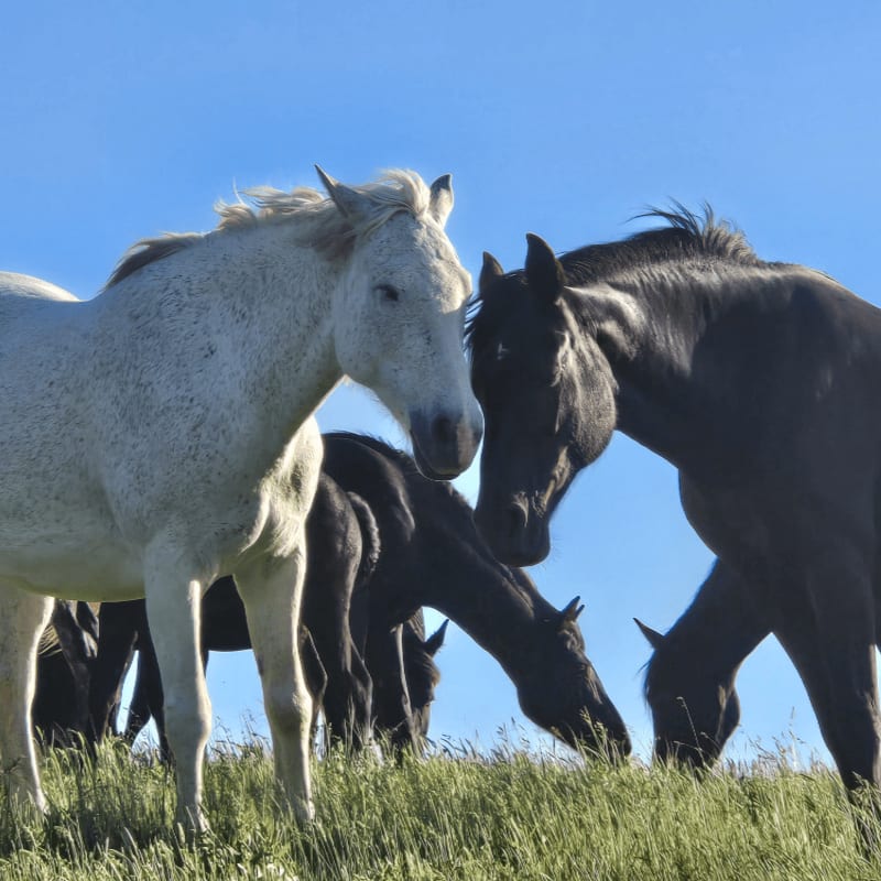 A white horse stands in the foreground with a black horse beside it, while other horses graze in the background under a clear blue sky.