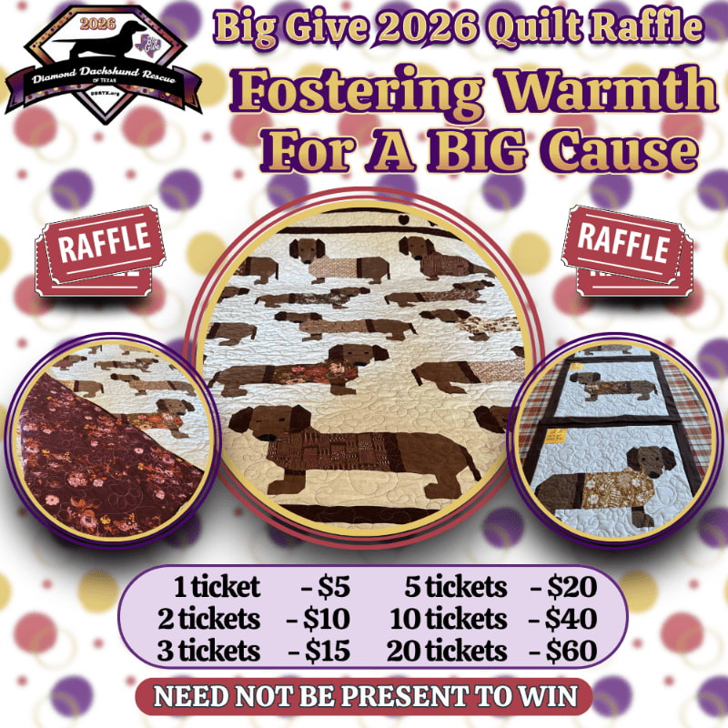 Three circular images of dachshund quilts are displayed in the foreground against a background of colorful polka dots and raffle tickets, with text announcing a "Big Give 2026 Quilt Raffle."
