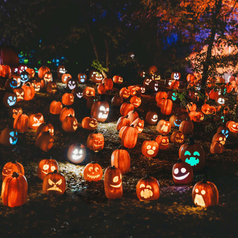 a group of pumpkins in a field
