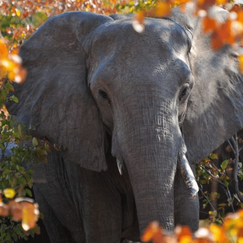 A close-up of an elephant's face is framed by warm, autumnal foliage.