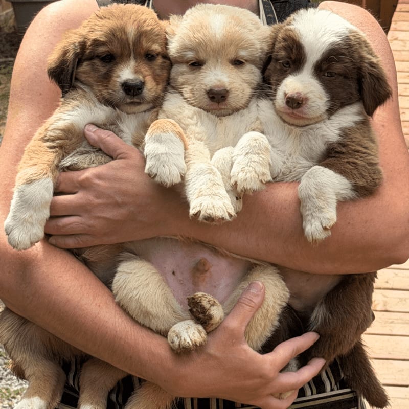 Three fluffy puppies are held in a person's arms with a wooden deck and greenery in the background.