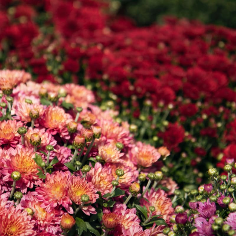 photo of red and pink flowers
