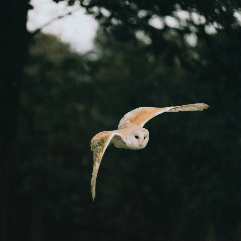 A barn owl with outstretched wings flies in the foreground against a dark, blurred background of trees.