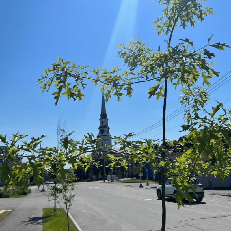 Green leaves of a young tree in the foreground frame a white church steeple in the background, with a bright blue sky above.