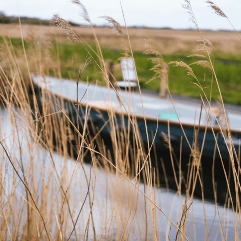 Tall, dry reeds in the foreground frame a blurred view of a dark boat on a calm waterway, with a grassy bank and a pale sky in the background.