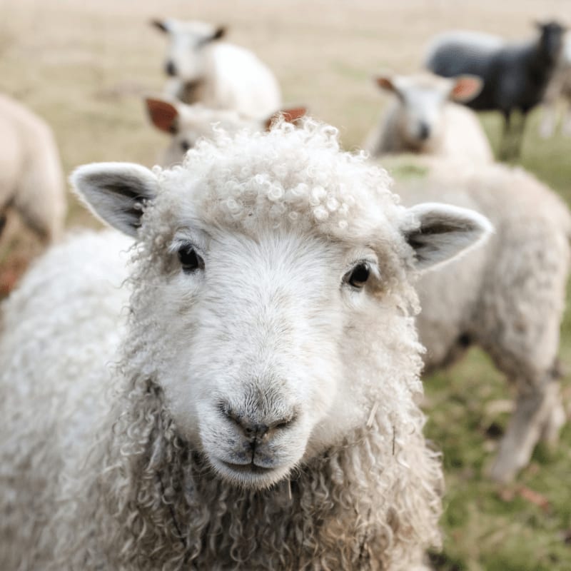 white sheep on green grass during daytime