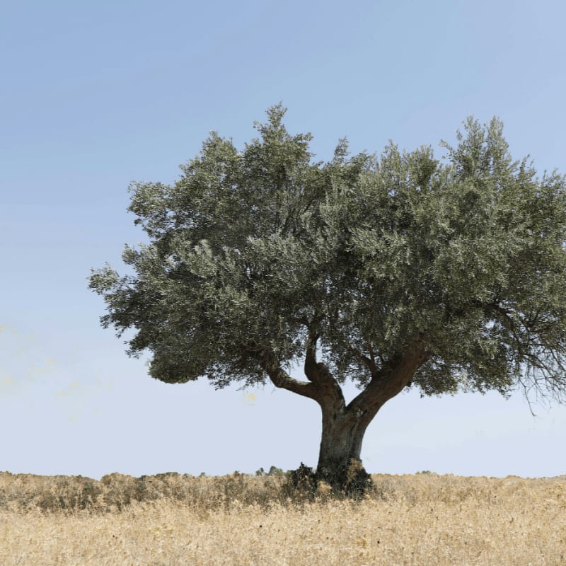 a tree in a field with a blue sky in the background