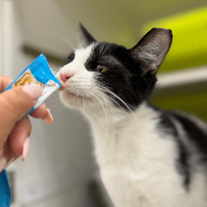 A black and white cat in the foreground sniffs a treat from a blue package held by a hand, with a blurred green and white background.
