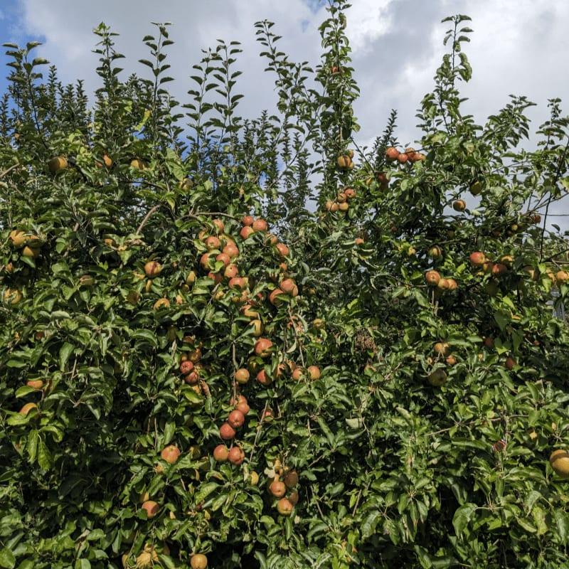 A lush apple tree laden with ripe fruit fills the foreground, set against a backdrop of a cloudy sky.