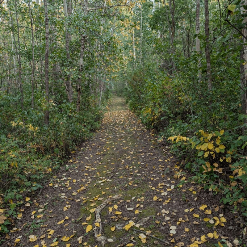 A leaf-strewn dirt path winds through a dense forest with tall trees and green foliage.