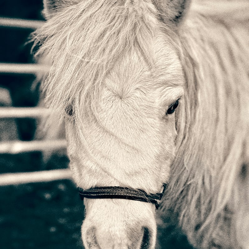 A close-up of a fluffy pony's face with a halter in the foreground is set against a blurred background of a fence.
