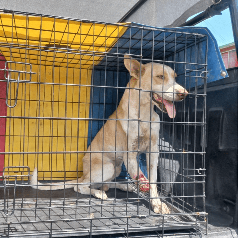 A light-colored dog with a bandaged leg sits in a metal crate in the back of a truck, with a yellow and blue tarp visible behind it.