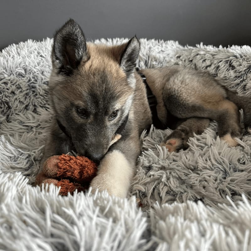 A fluffy puppy chews on a toy in a soft bed, with a gray wall in the background.