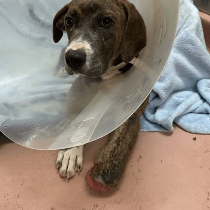 A brown and white dog wearing a cone collar rests on a blue blanket with its bandaged paw visible in the foreground.