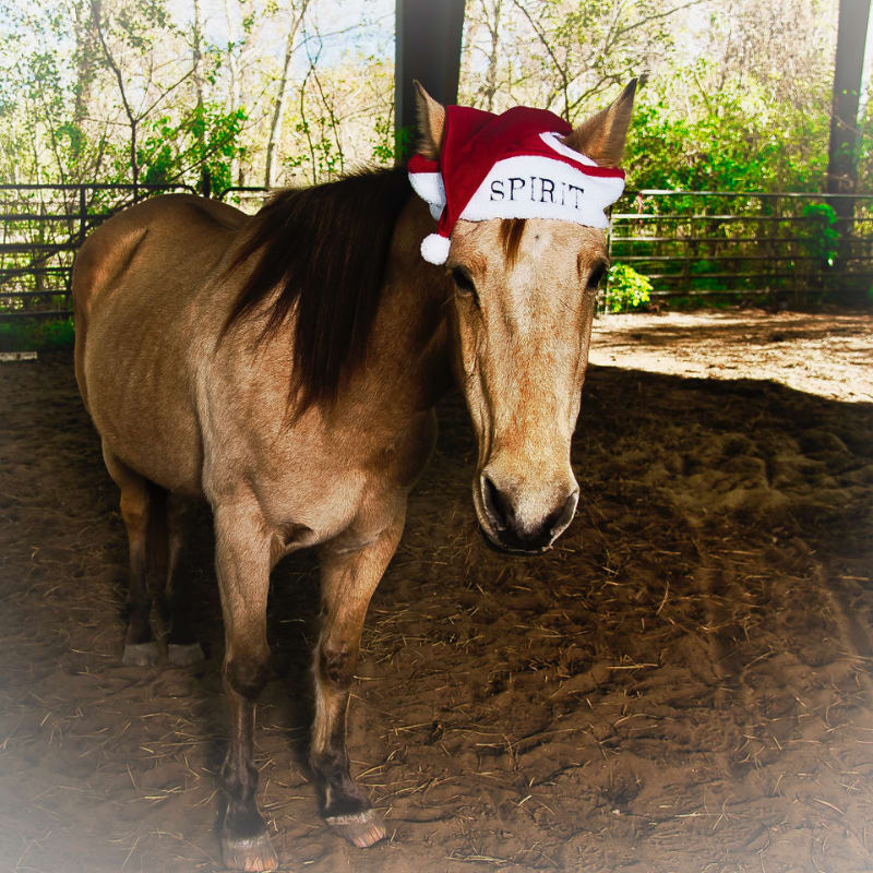 A light brown horse wearing a Santa hat stands in a sandy enclosure with trees and a fence in the background.