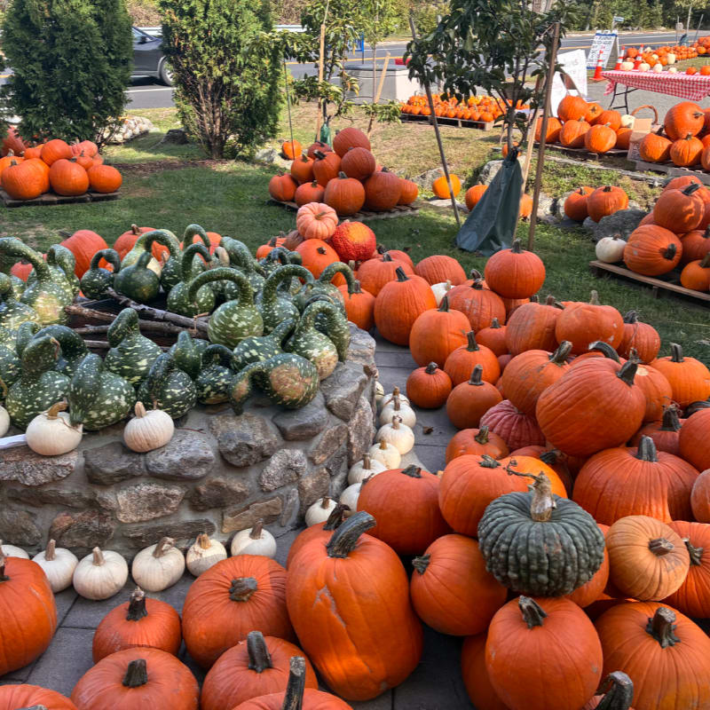 A vibrant outdoor pumpkin patch displays a variety of gourds and pumpkins in the foreground, with more pumpkins and trees visible in the background.