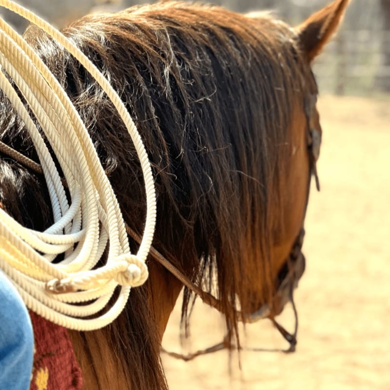 A coiled rope rests on the saddle of a brown horse, with a blurred, dusty background.
