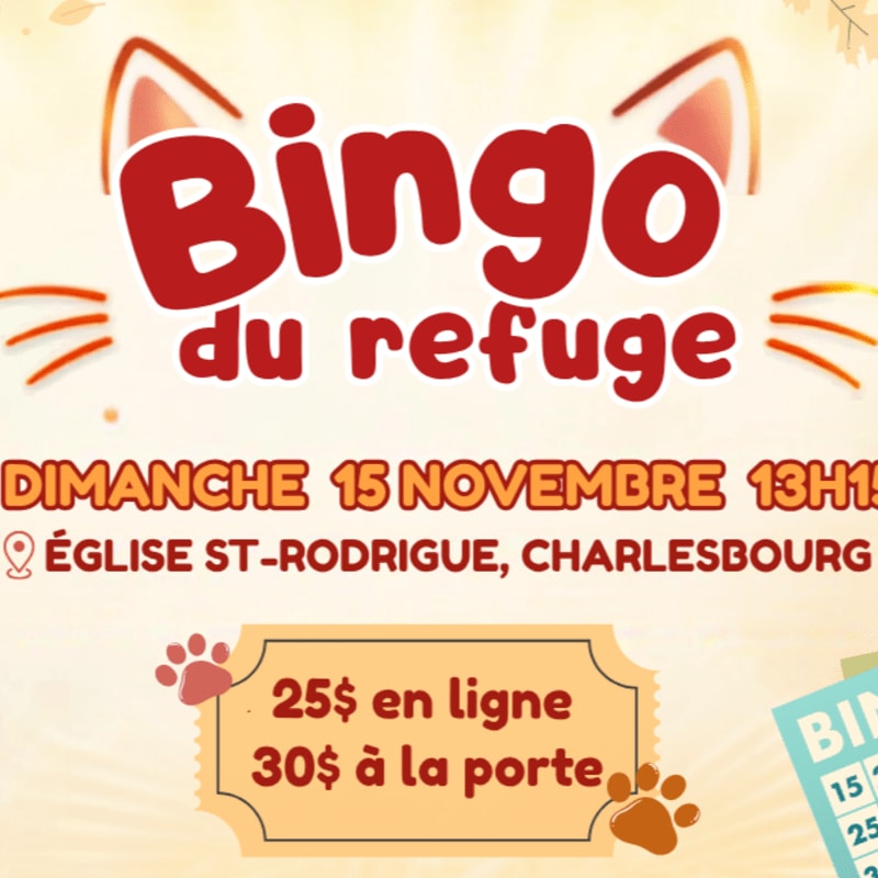 A festive "Bingo du refuge" poster with cat ears and paw prints in the foreground advertises a November 15th event at Église St-Rodrigue, Charlesbourg, with ticket prices listed, set against a warm, gradient background with autumn leaves.