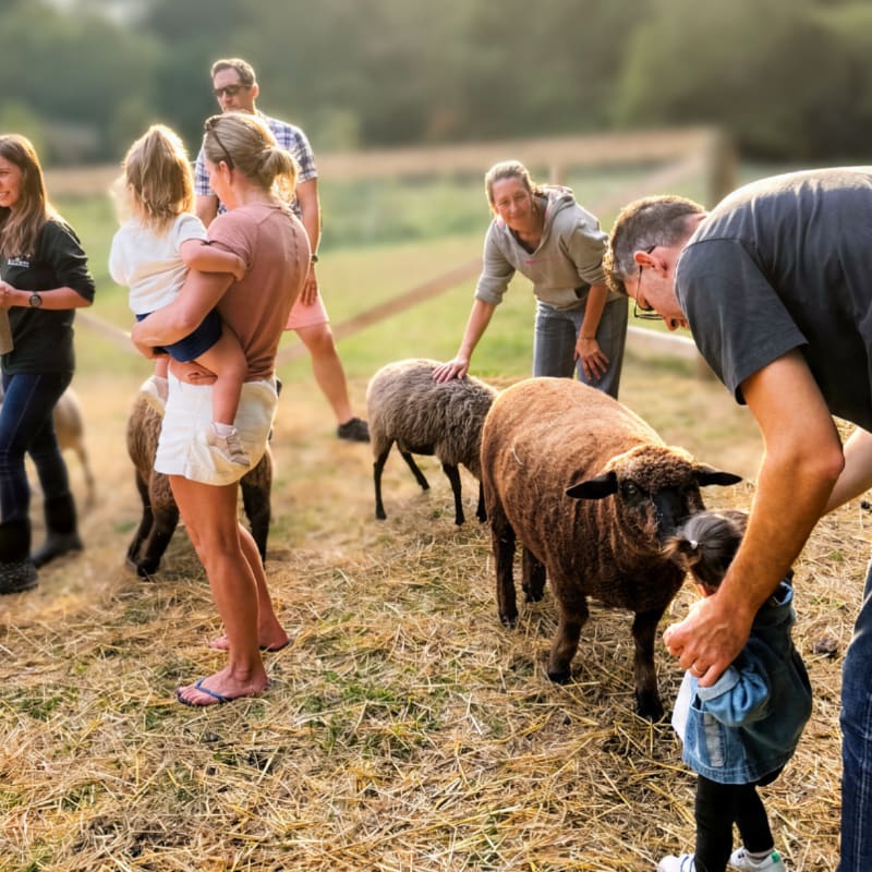 People interact with sheep in a grassy enclosure with a blurred background of trees and a fence.