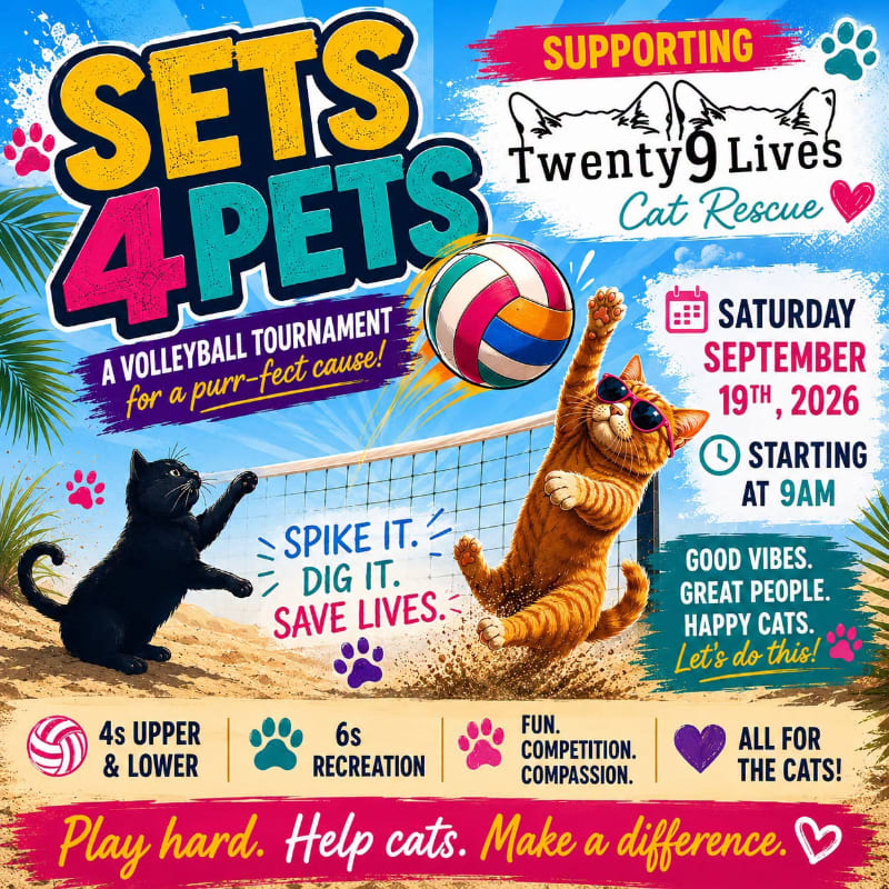 Two cartoon cats play volleyball on a beach in the foreground, with palm trees and a volleyball tournament poster in the background.