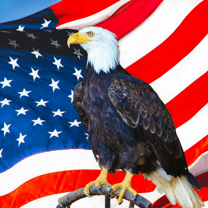 american eagle flying over us flag