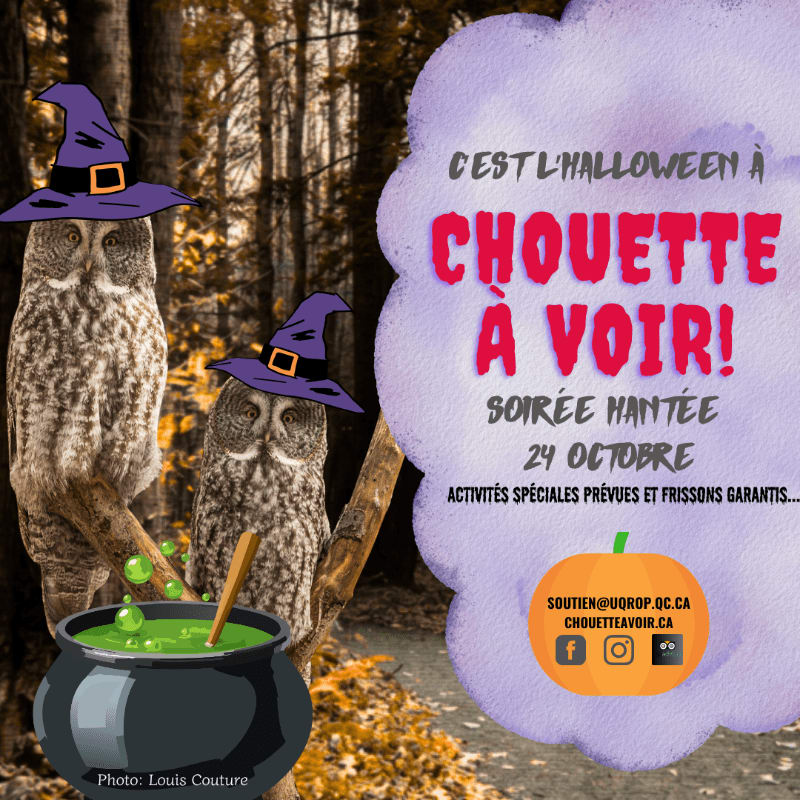 Two owls wearing witch hats sit on a branch above a bubbling cauldron in the foreground, with a spooky Halloween party announcement on a purple cloud in the background.